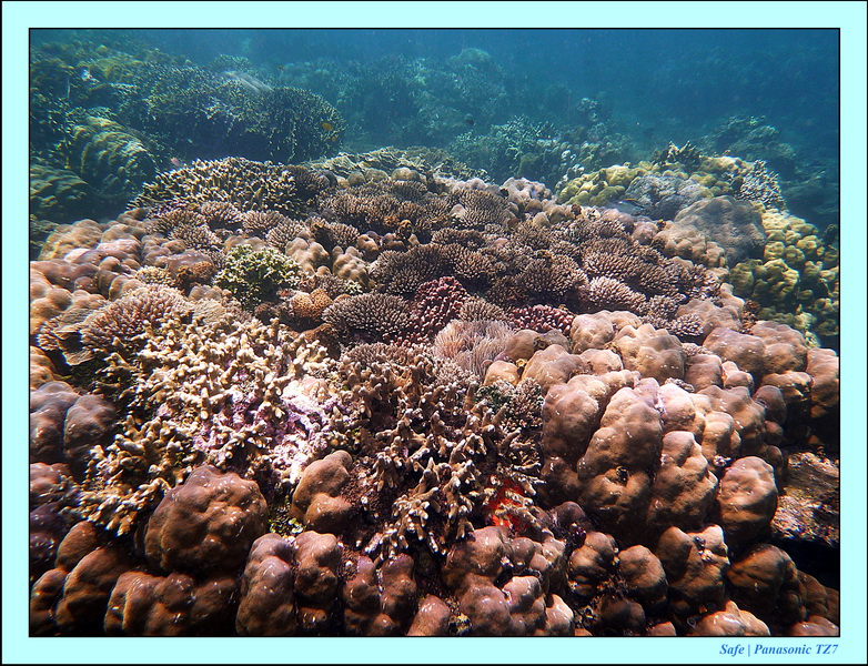 2012 - 07 - Dauin Sanctuary 41